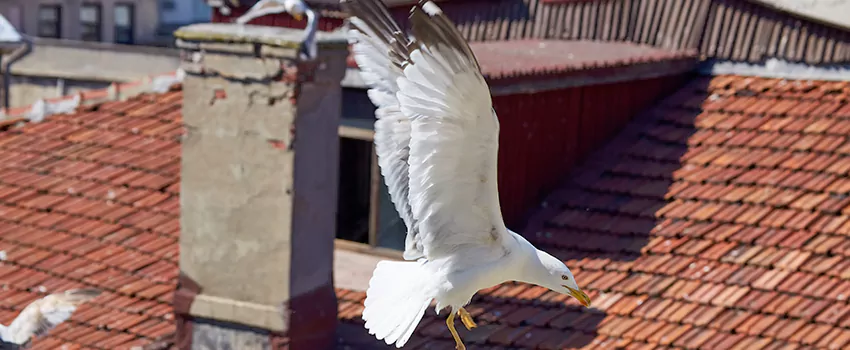 Residential Chimney Animal Removal Solution in Suffolk, VA