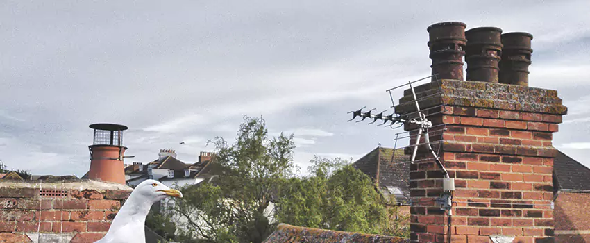 Chimney Cleaning And Restoration in Suffolk, Virginia